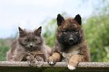 CHAT ET LAEKENOIS 016